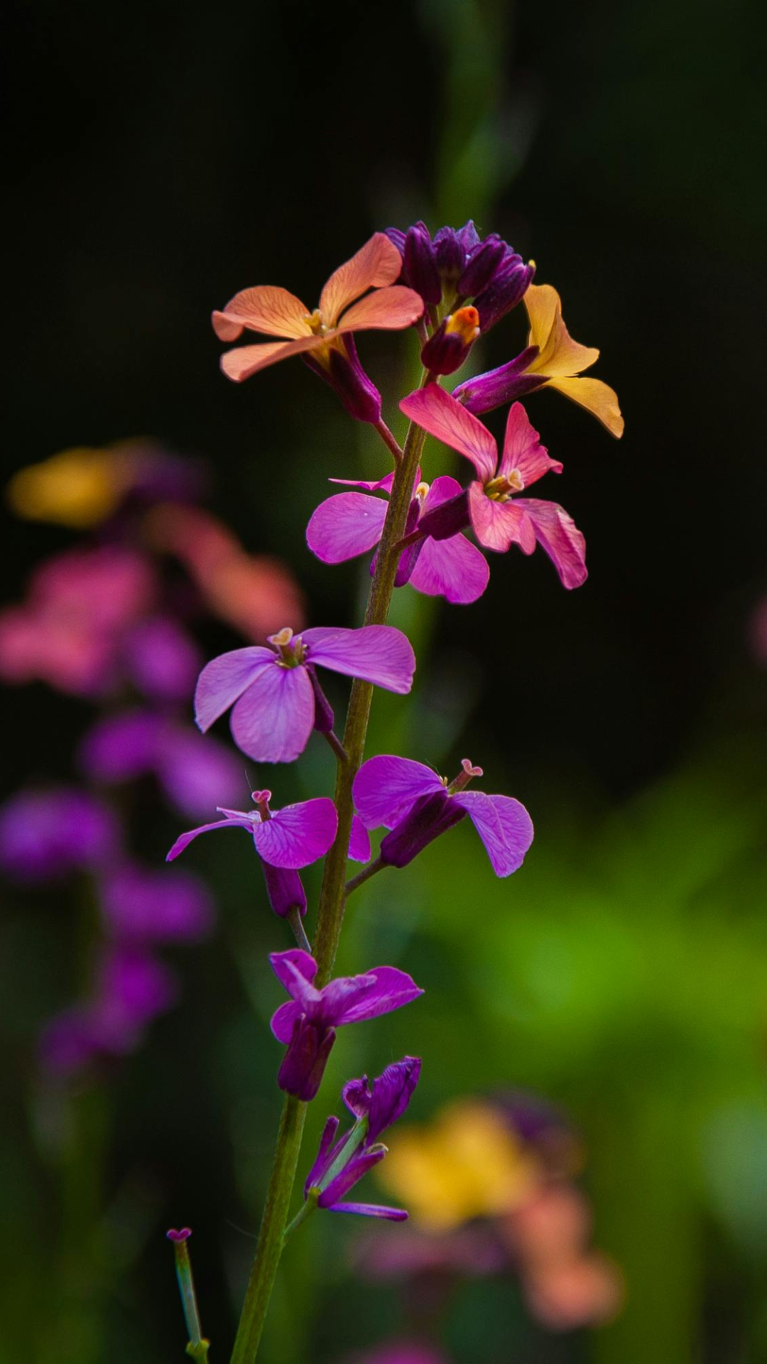 Visit Breckenridge, CO during wildflower week